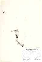 藏品(黑果深柱夢草)的圖片